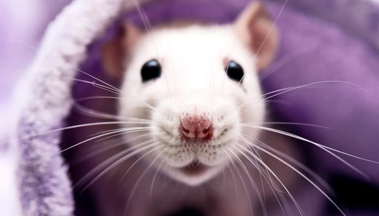 A white rat peeks out from under a purple blanket