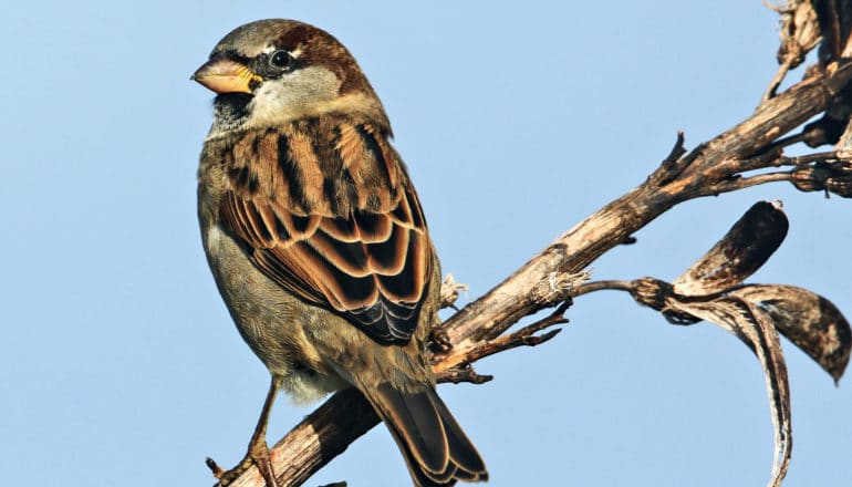 A male sparrow perches on a branch against a blue sky