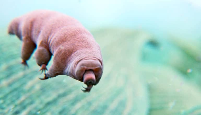 pink "water bear"