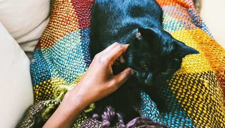 A woman touches her cat's fur while sitting under a blanket on a couch