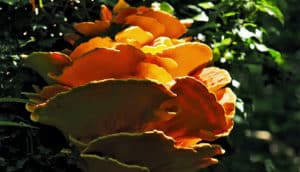 Orange fungi grows on the roots of a tree