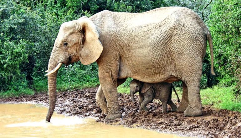 An adult elephant drinks from a watering hole while a baby stands under the adult