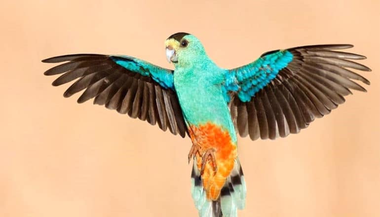 A colorful bird spreads it's blue and brown wings against a light pink background