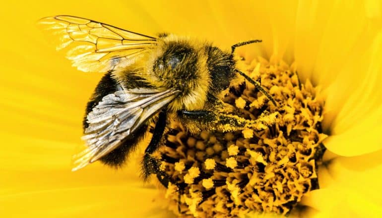 A bumblebee collecting pollen from a yellow flower