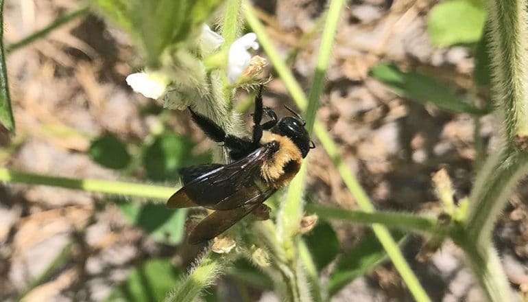 A bee on a soybean plant