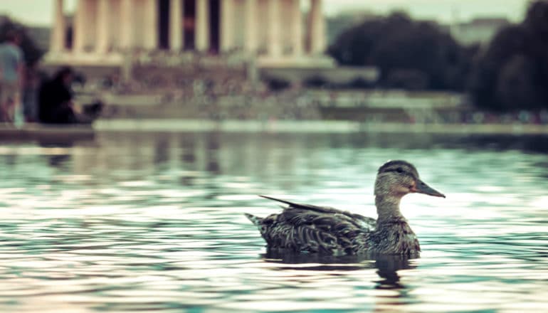 A duck swims in the Reflecting Pool in front of the Lincoln Memorial in Washington, DC