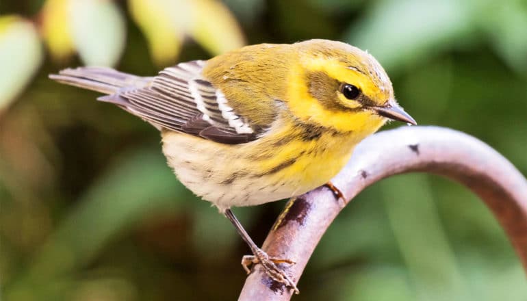 A yellow songbird perches on a curved branch