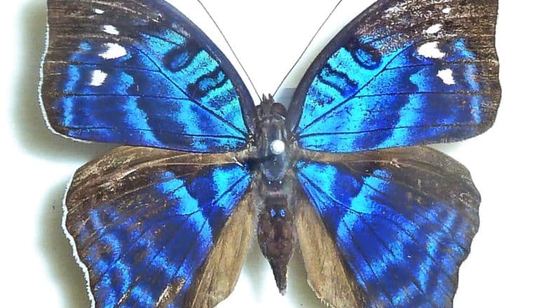 A blue and black butterfly on a white background