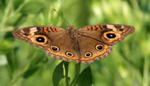 A butterfly with several eyespots on its wings