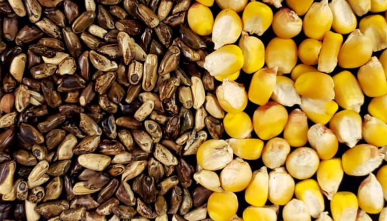 Yellow corn kernels on the right, dark brown teosinte grains on the left