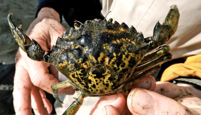 hands hold damp mottled crab