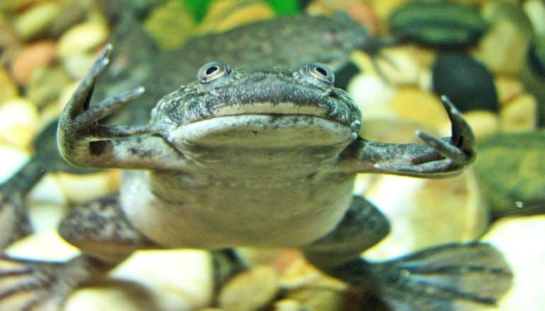 An African clawed frog swims in a tank