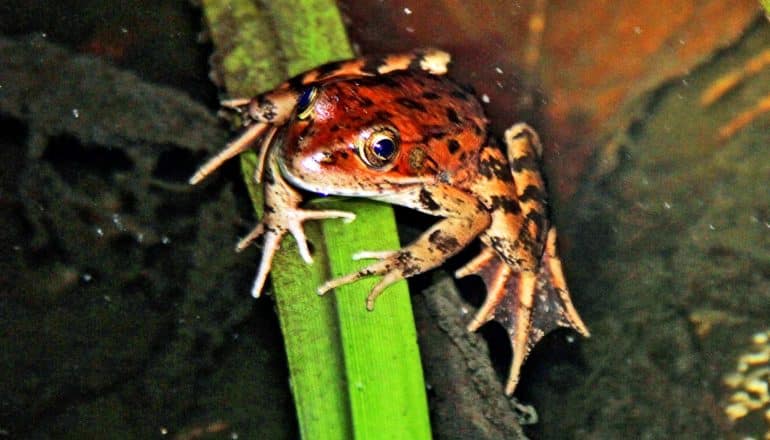 A California red-legged frog sits on a green plant leaf over dark pond water