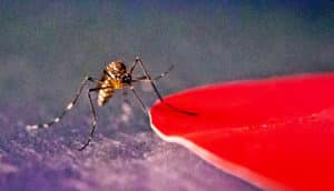 A mosquito next to a large pool of red colored liquid