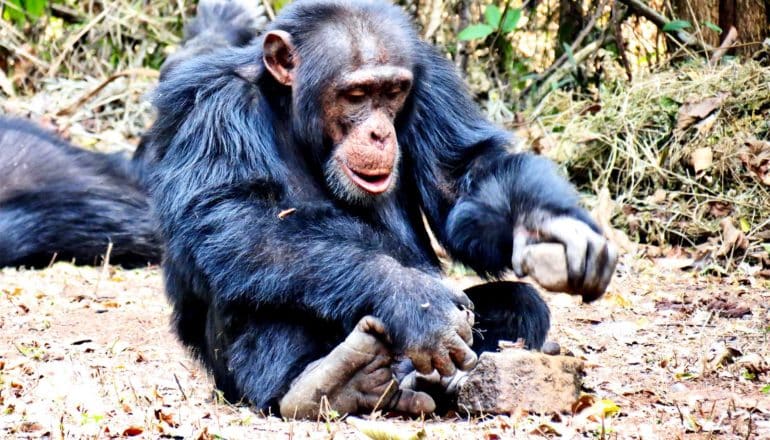 A chimpanzee sitting on the ground cracks a nut on a rock with another.