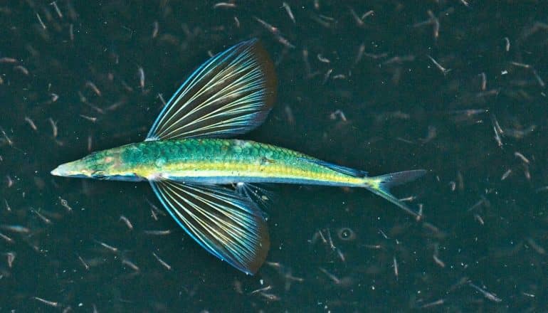 A flying fish swims over a huge number of tiny krill