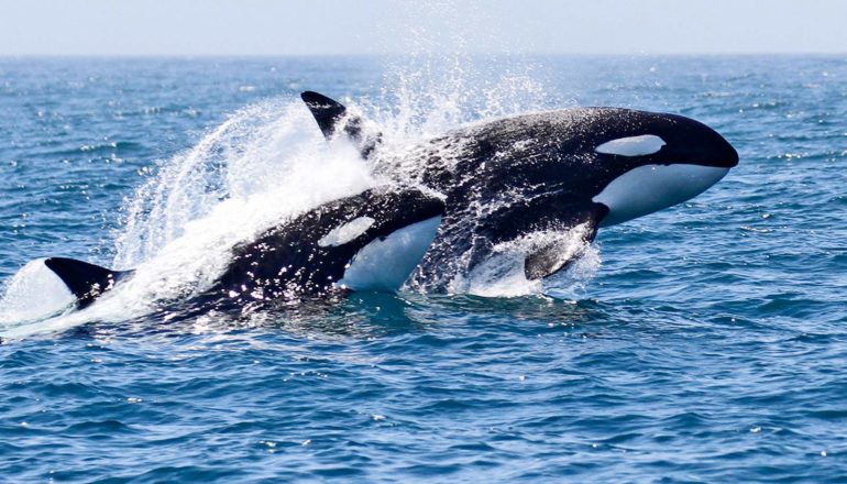 two orcas in sea