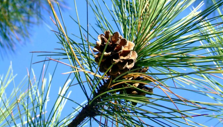 Pine needles on a branch near some pinecones