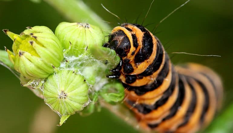 A black and yellow insect crawls on a green plant towards buds