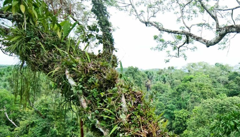 A jungle vista shows a huge number of different trees going into the distance