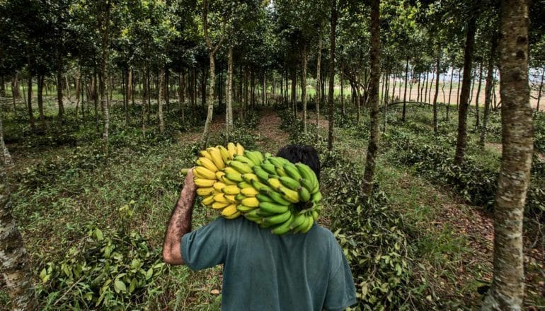 back of adult carrying bananas among trees