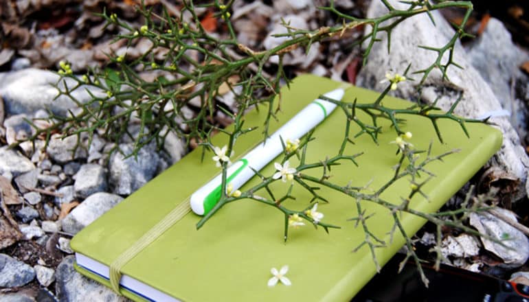 spiny branches over notebook and pen