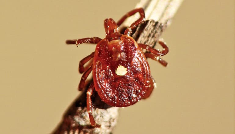 tick with a white dot on its back clings to stick