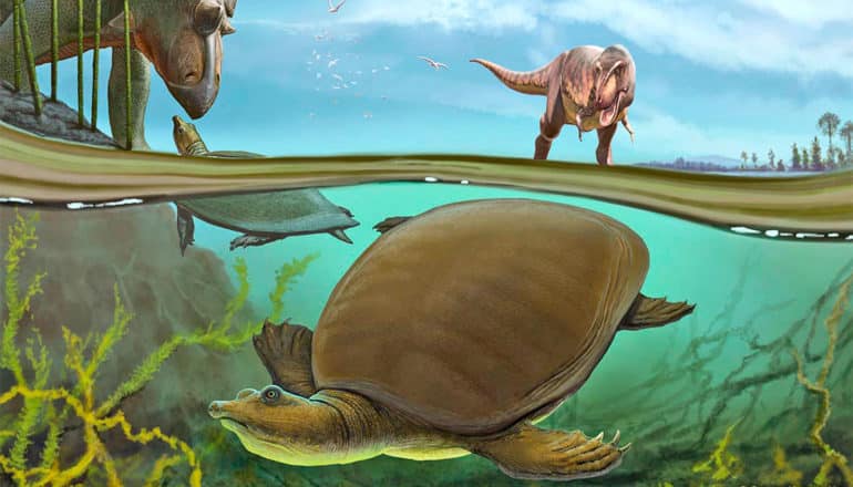 An illustration shows the turtle swimming just under the water as dinosaurs stand on the shore