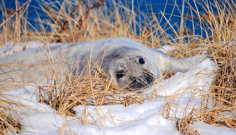 seal in snow and yellow grass