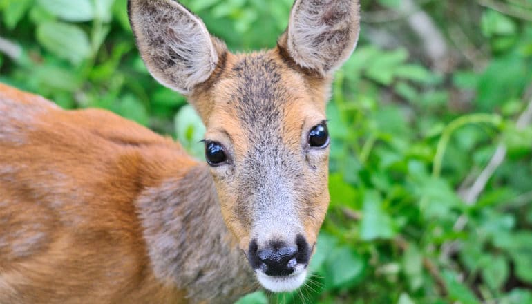 A deer looks up at the camera with leaves in the background