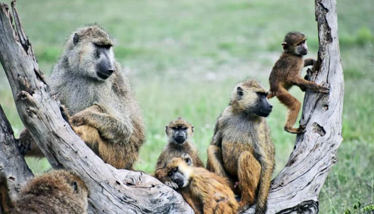 A baboon family sits in a tree