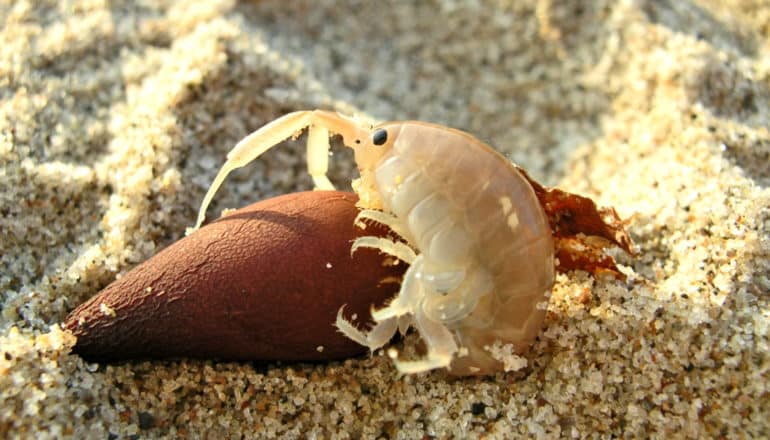 shrimp-like critter on bit of kelp in sand