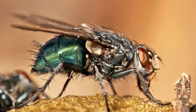 A blow fly standing on a piece of food in profile