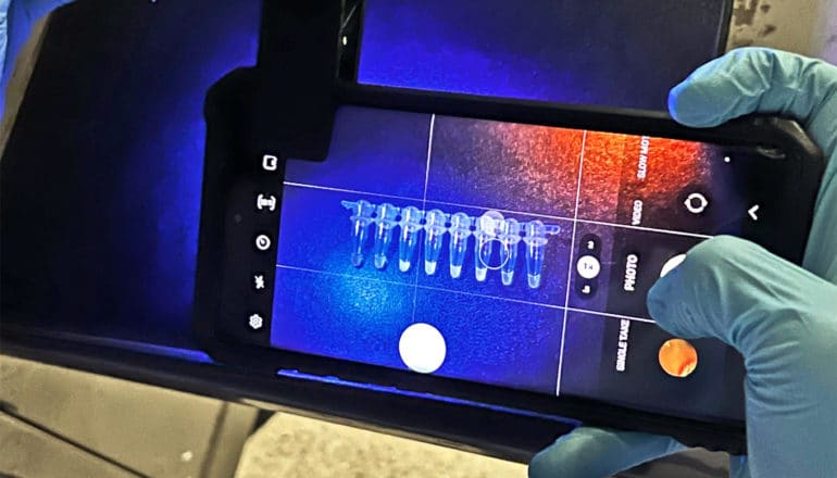 A researcher uses a smartphone to examine test samples