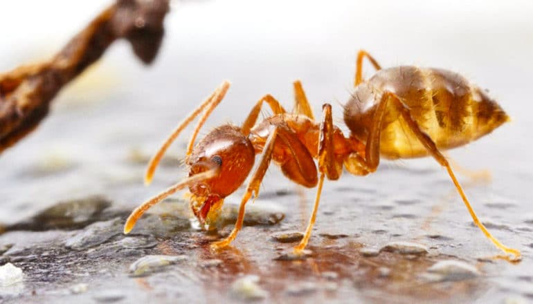 A close up of a tawny crazy ant in profile as it drinks water from the ground