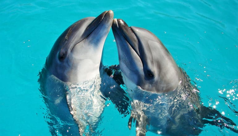 Two dolphins touch noses while in bright blue water