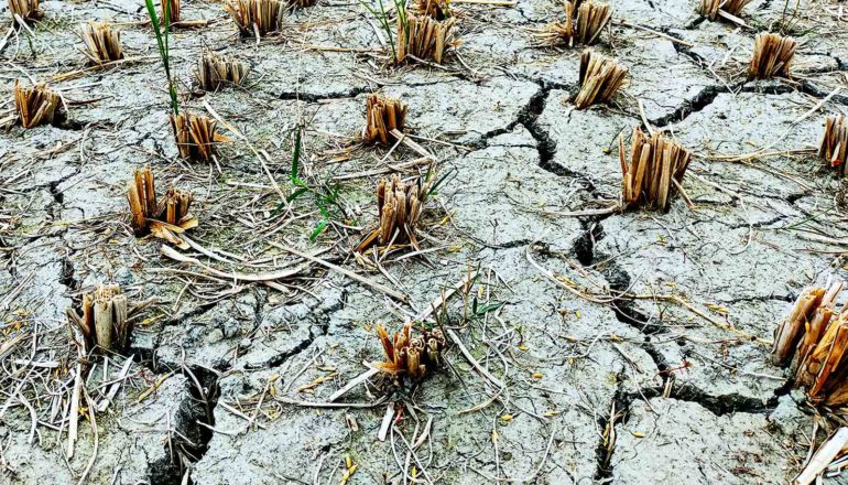 Dry cracked farm land with brown chutes poking from the ground