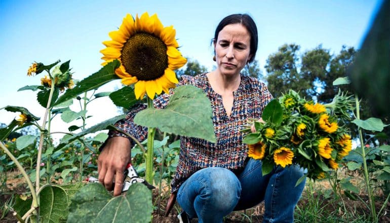 A woman in a garden touches a sunflower while holding smaller flowers