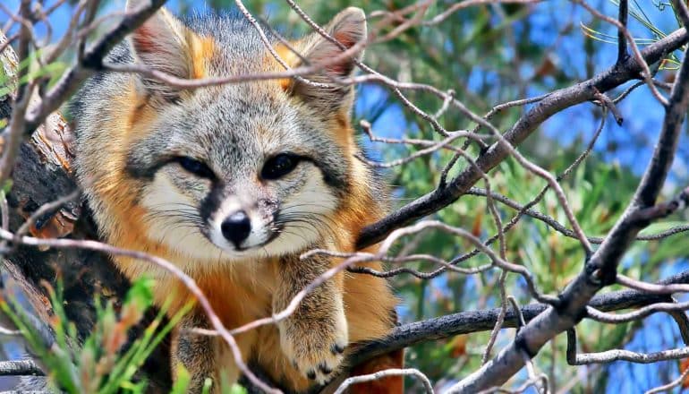 A gray fox sits in a tree with the blue sky in the background