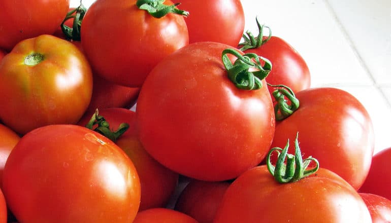 Bright red tomatoes sit on a white cloth