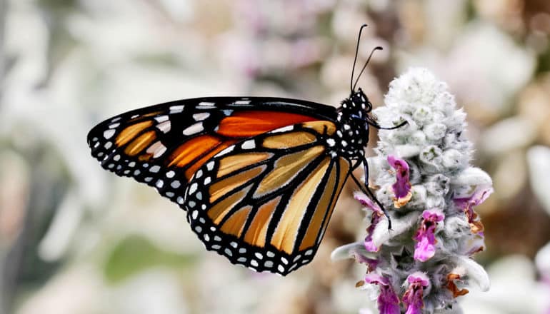 monarch butterfly on flower