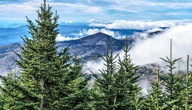 A mountain vista with trees in the foreground looking over mountains and valleys