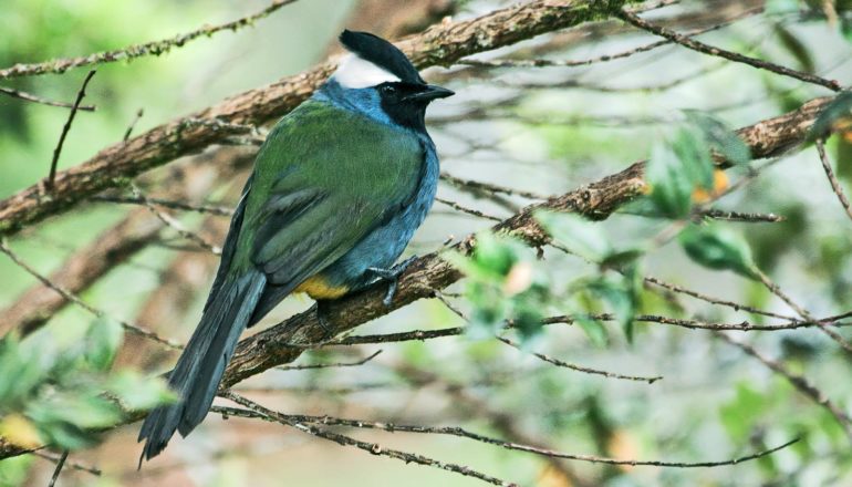 green-backed bird with blue chest, black cap and throat, white sides of head