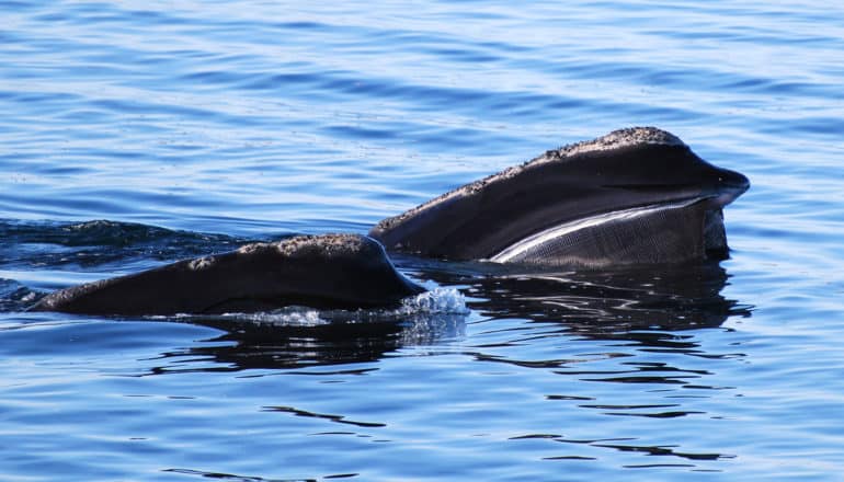 Two North Atlantic Right Whales swimming near the surface of the ocean