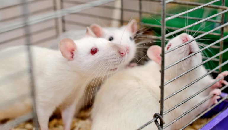 three white rats in cage