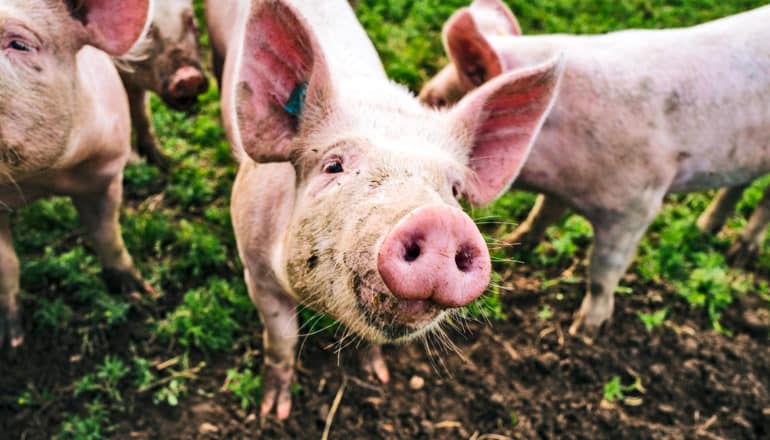 A pig looks up at the camera while other pigs walk around it