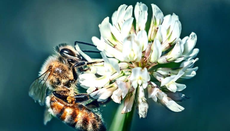 A bee stands on the side of a white clover flower