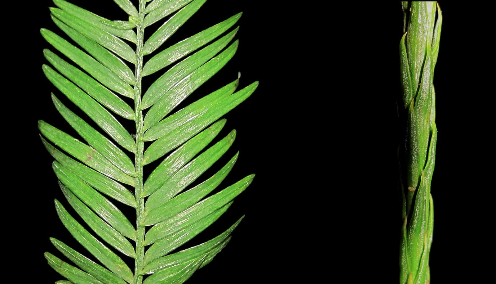 two-kinds-of-redwood-leaves-have-different-jobs-ethical-today