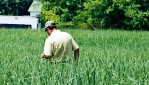 A farmer walks through a green field of switchgrass that goes up to his waist