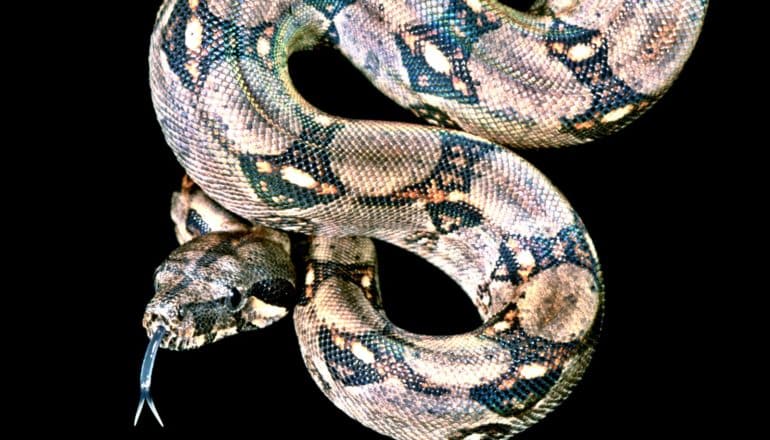 A boa constrictor's body winds in different directions as it hangs down from a perch and flicks its tongue